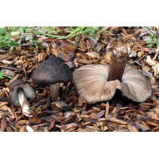 Мицелий Плютея чернокрайнего / Плютей темнокрайний (Pluteus atromarginatus)